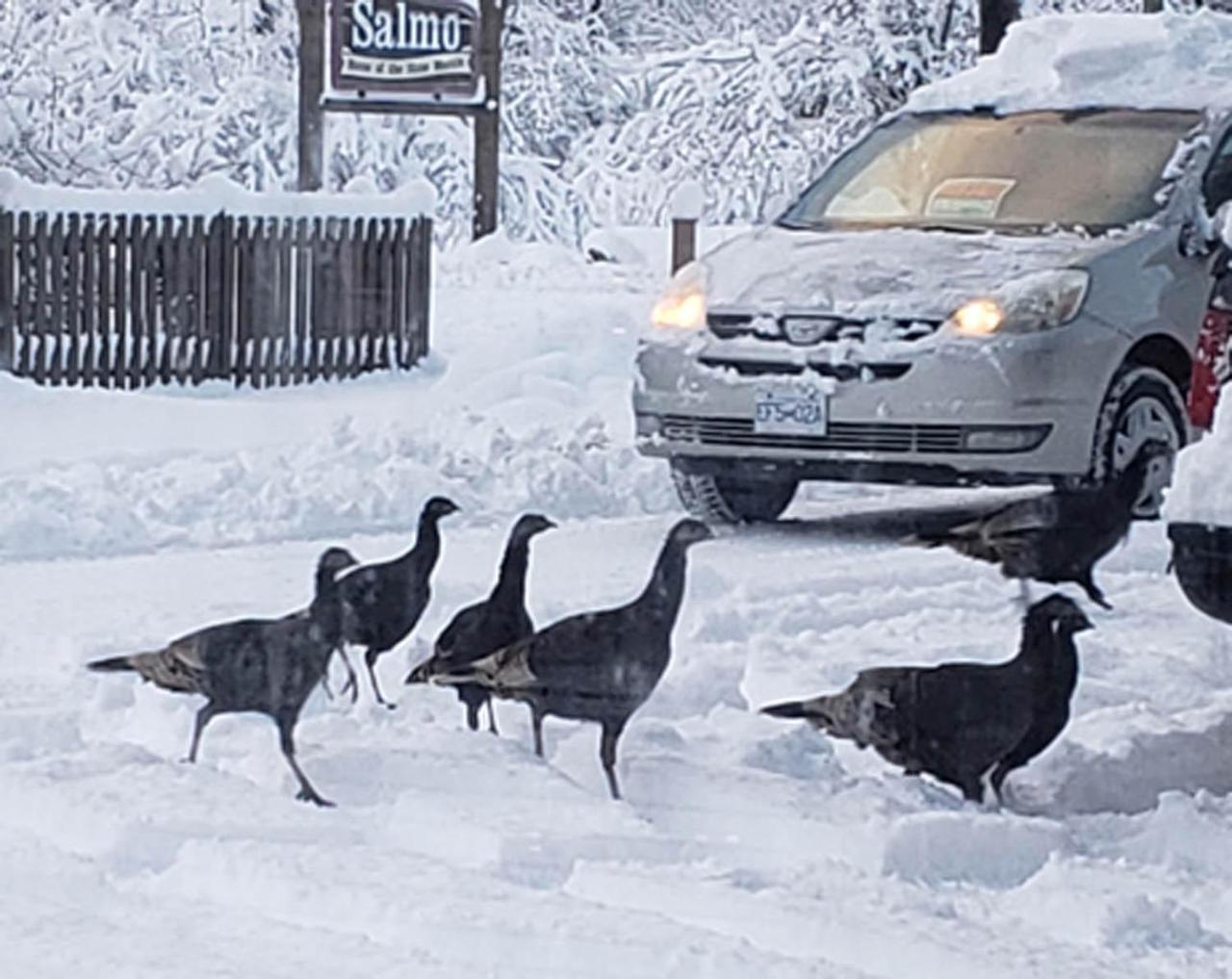 Reno Motel Salmo Dış mekan fotoğraf